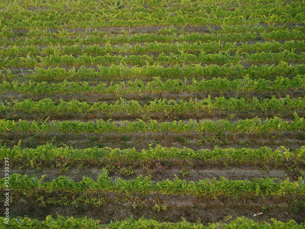Aerial view of vineyards field plantation on sunset. Cinematic drone aerial view on Green highland valley countryside. Eco farming in wild nature landscape. Tourism, travel concept. Aerial view of vineyards field plantation on sunset. Cinematic drone aerial view on Green highland valley countryside. Eco farming in wild nature landscape. Tourism, travel concept.