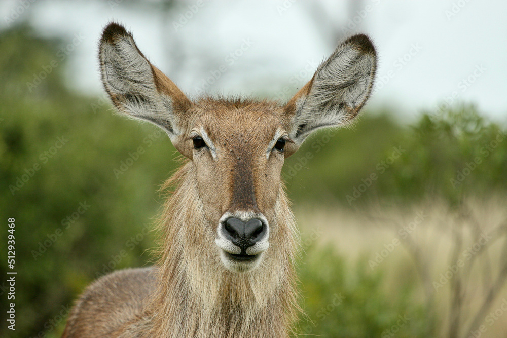 Waterbuck cow, Kruger National Park, South Africa Waterbuck cow, Kruger National Park, South Africa