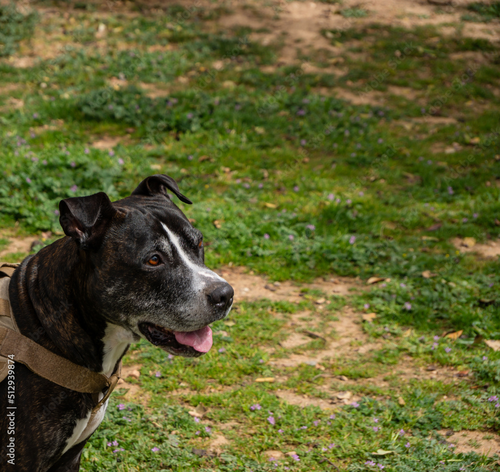 head portrait of a black american pit bull terrier head portrait of a black american pit bull terrier