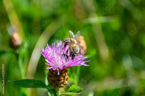 bee on a flower