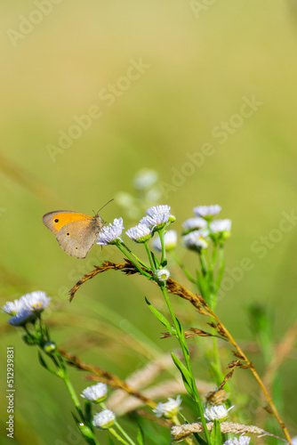 butterfly on a flower
