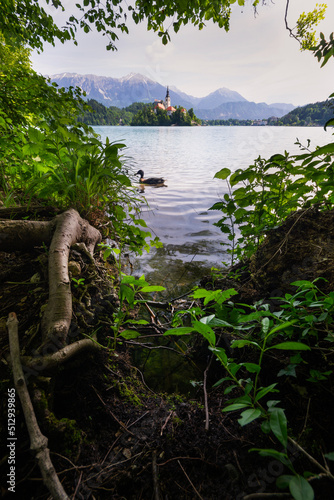 famous lake bled in the background with duck and grass in foreground