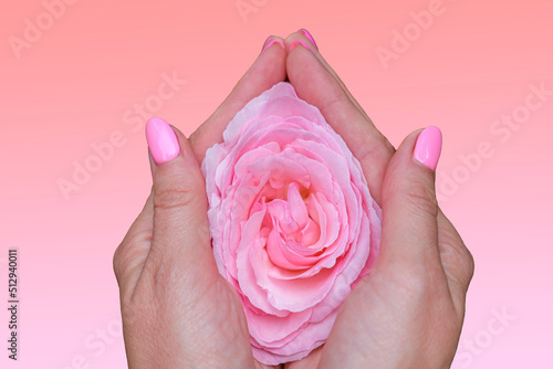 Beautiful deicate pink rose flower in female hands, close up. Rose as vagina and virginity symbol. Female health concept. photo