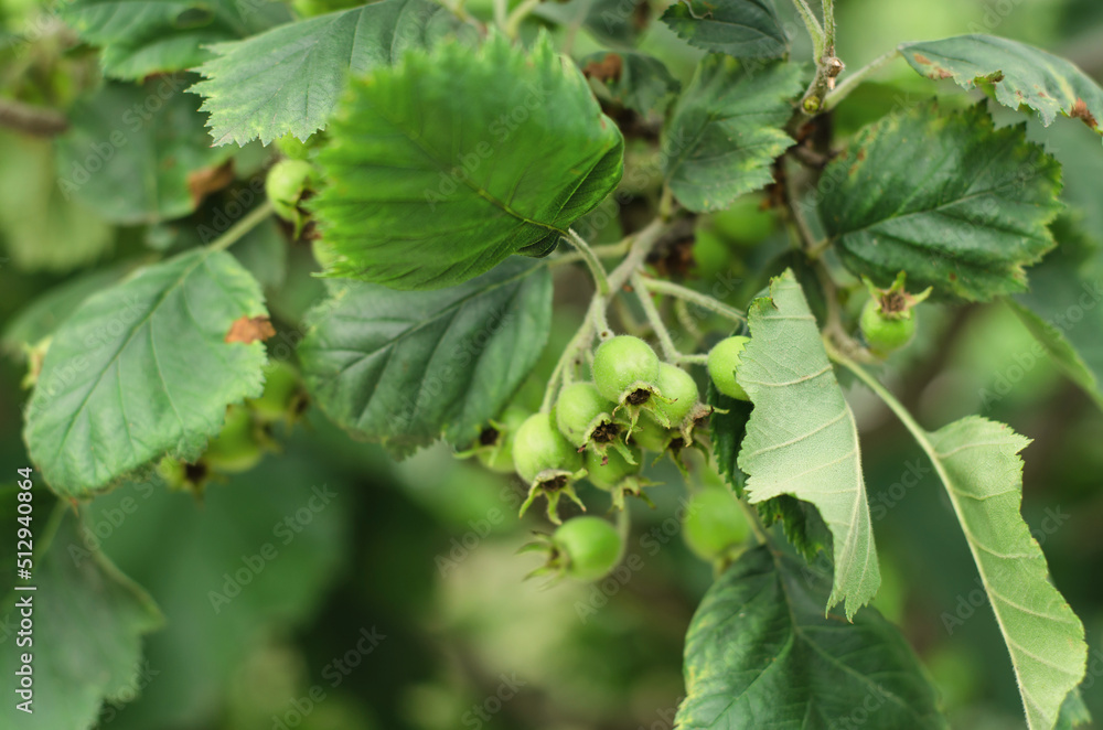 Young green fruits of hawthorn on a branch. Unripe hawthorn. Gardening concept Young green fruits of hawthorn on a branch. Unripe hawthorn. Gardening concept