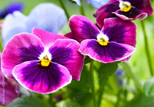 Violets in the garden