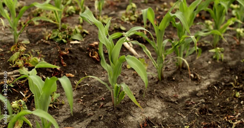 Green young corn plants on corn field, growing corn in an agricultural field Green young corn plants on corn field, growing corn in an agricultural field