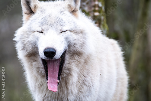 Close up of an adult white wolve roaming in the forest