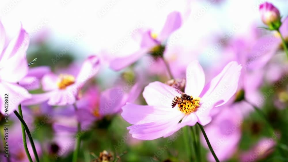 Close up of pink cosmos flowers with Bee . in Field. Colorful Pink Cosmos flower on green leaf are fluttering by wind at nature field. Close up of pink cosmos flowers with Bee . in Field. Colorful Pink Cosmos flower on green leaf are fluttering by wind at nature field.