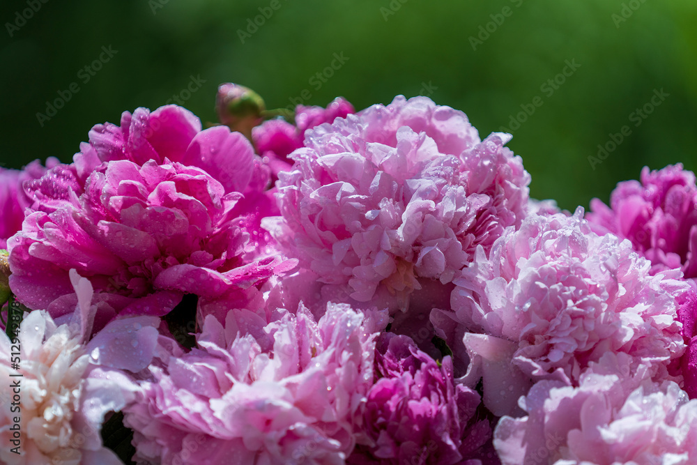 Beautiful bouquet of flowers pink peonies in garden, close up
