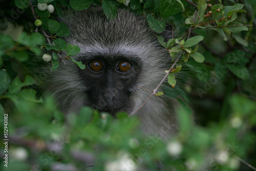 Vervet Monkey  Kruger National Park  South Africa