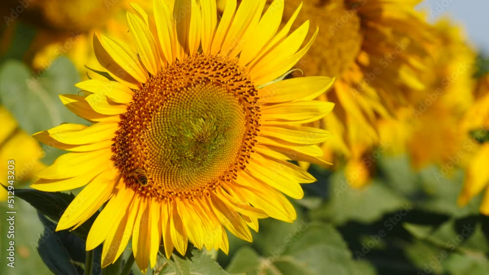 Yellow blooming flower with honey bee. Provence in France. Slow motion Yellow blooming flower with honey bee. Provence in France. Slow motion