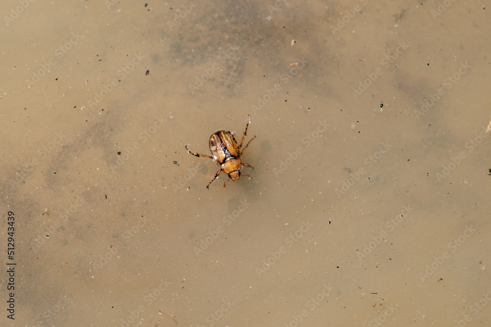 Escarabajo en el agua, anomala orientalis Escarabajo en el agua, anomala orientalis