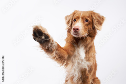 Fototapeta Naklejka Na Ścianę i Meble -  dog waving its paws on a white background, in the studio. Funny Nova Scotia Duck Retriever, toller