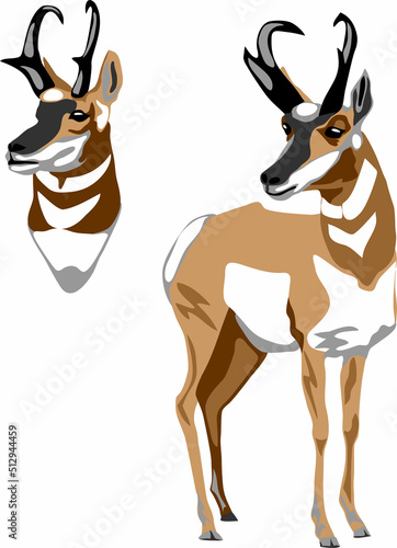 Pronghorn - colour vector illustration