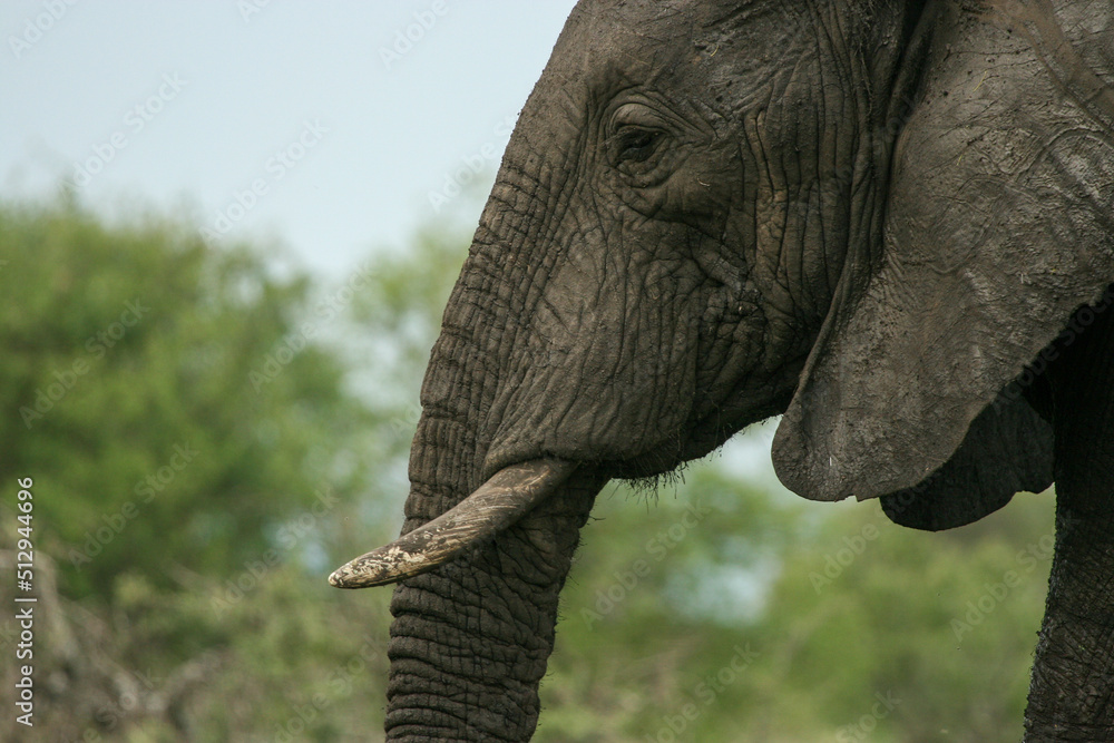 Fototapeta premium African elephant, Kruger National Park, South Africa