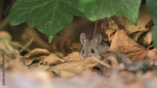 Long-tailed field mouse, Apodemus sylvaticus, nibbling behind ivy leaves then jumping away in slow motion photo