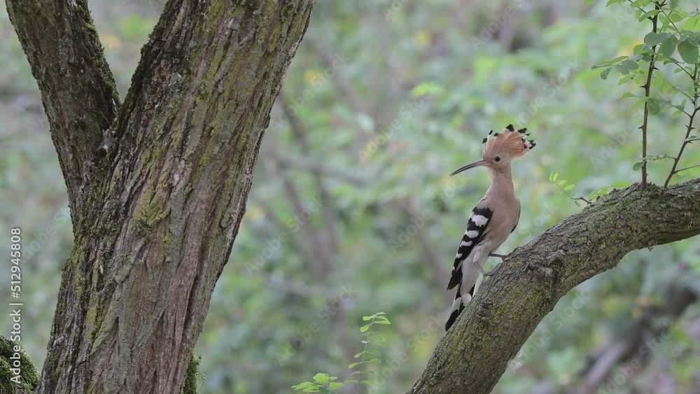 Eurasian hoopoe in the woodland (Upupa epops)