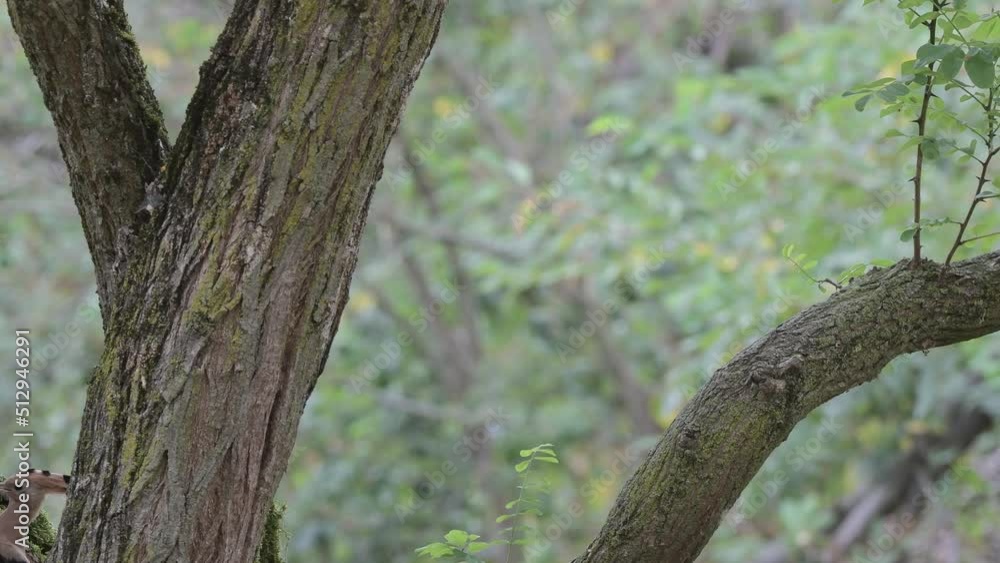 Eurasian hoopoe in the wild forest (Upupa epops) Eurasian hoopoe in the wild forest (Upupa epops)