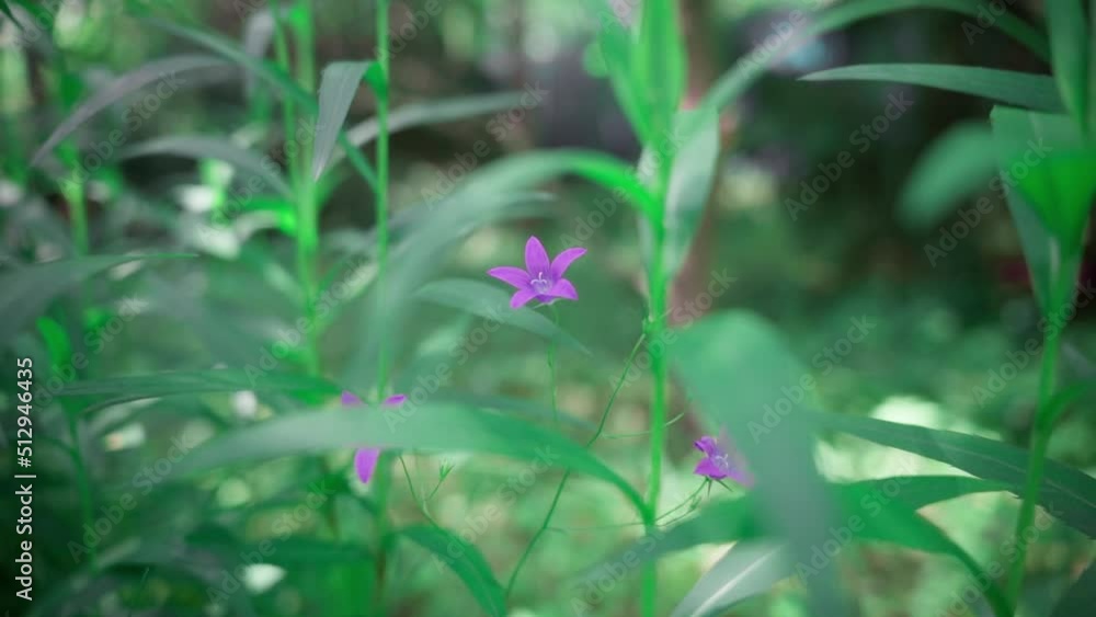 a purple flower sways in the wind in the green grass a purple flower sways in the wind in the green grass