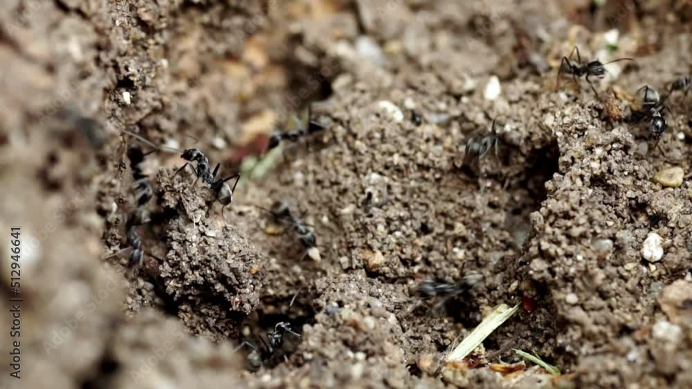 Close-up of ants helping each other find food in their nest. Use this clip for information videos, commercials, presentations, and other information videos about ants and their colony. Close-up of ants helping each other find food in their nest. Use this clip for information videos, commercials, presentations, and other information videos about ants and their colony.