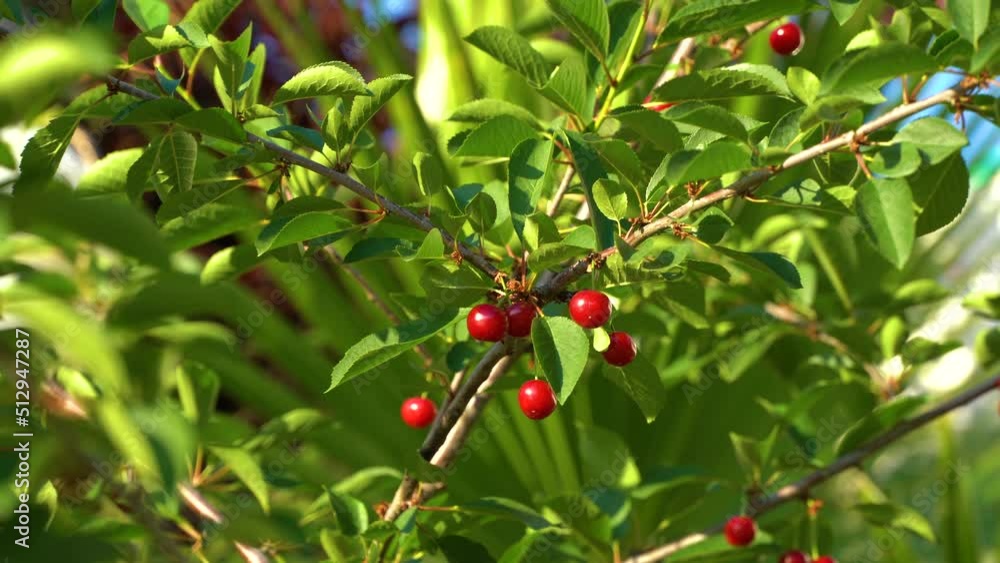 Cherry. ripe cherries in the tree. natural fruits. 4k video. Cherry. ripe cherries in the tree. natural fruits. 4k video.