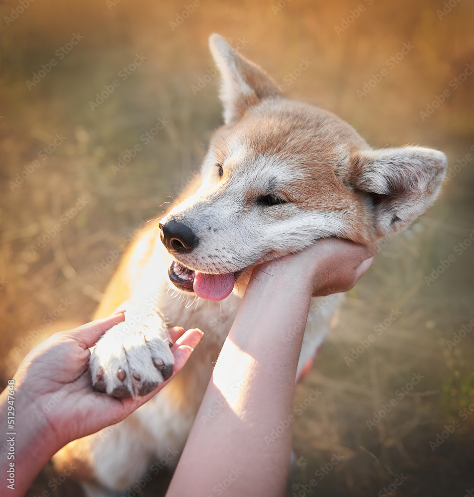 Girl petting a funny Akita Inu puppy