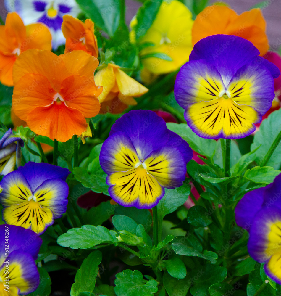 purple pansy flowers.flower bed pansy flowers