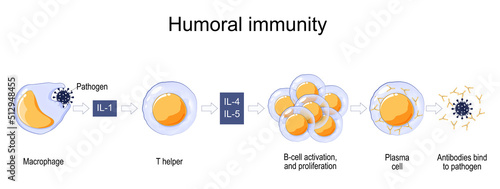 Immune response. humoral immunity.