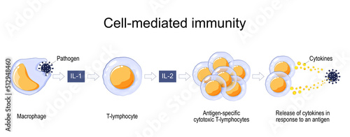Immune response. Cell-mediated immunity. photo