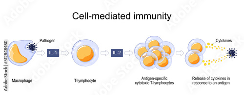 Immune response. Cell-mediated immunity.