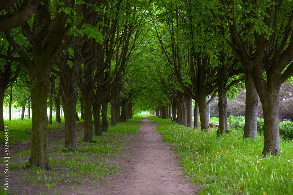 Fototapeta premium Alley trees in the park