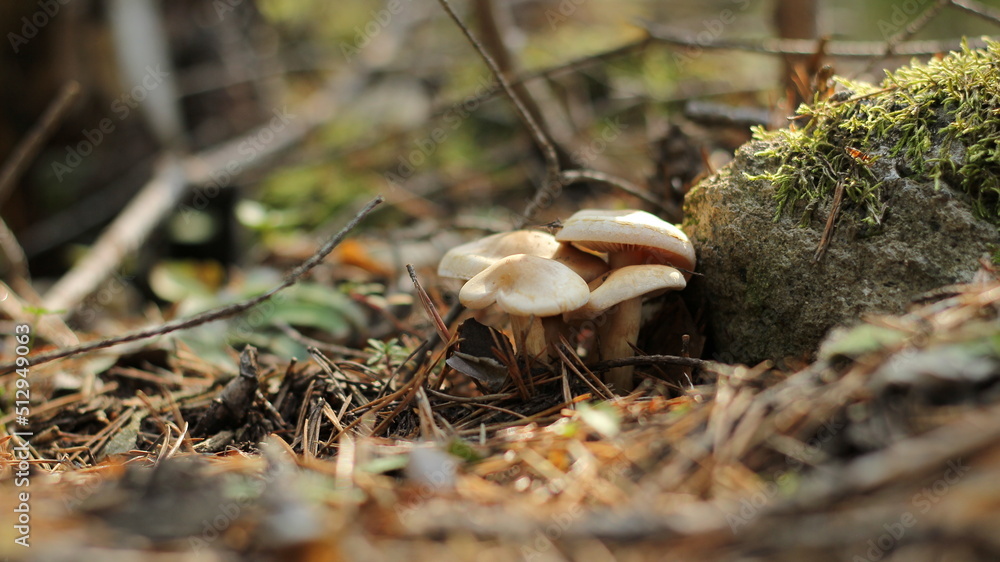 mushrooms in the forest mushrooms in the forest