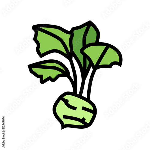 kohlrabi cabbage color icon vector. kohlrabi cabbage sign. isolated symbol illustration