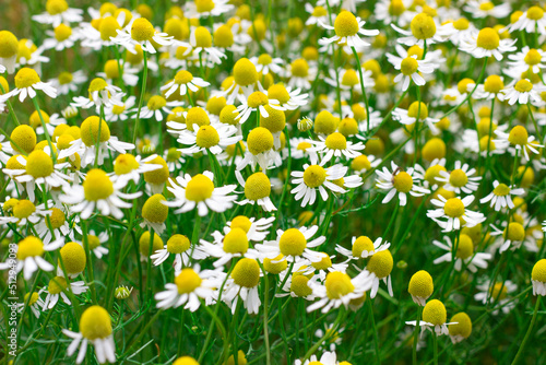 meadow with blooming chamomile, nature background