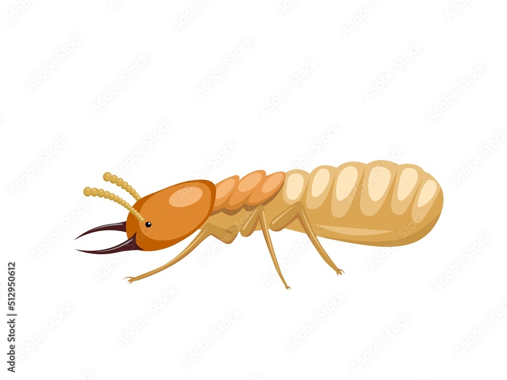 Vector illustration, termites or Isoptera, isolated on white background. Vector illustration, termites or Isoptera, isolated on white background.