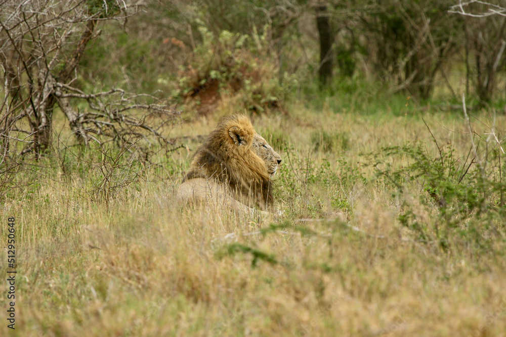Male lion, Kruger National Park, South Africa Male lion, Kruger National Park, South Africa