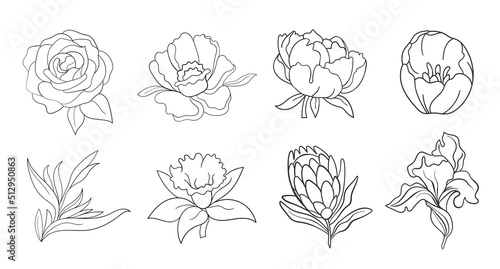Vector line black illustration graphics flowers set: peony, protea, tulip, iris with colors stains.