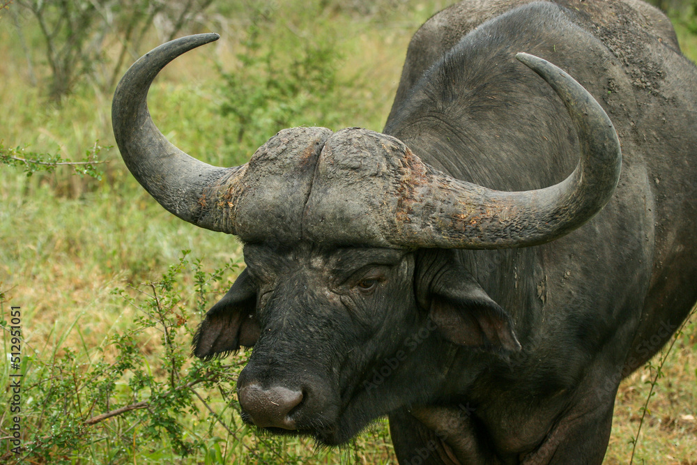 African buffalo, Kruger National Park, South Africa African buffalo, Kruger National Park, South Africa