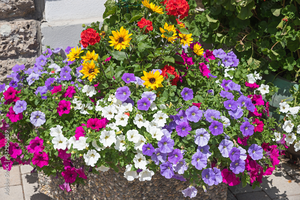 flower pot with purple petunias, geranium and sunflowers in front of the wall