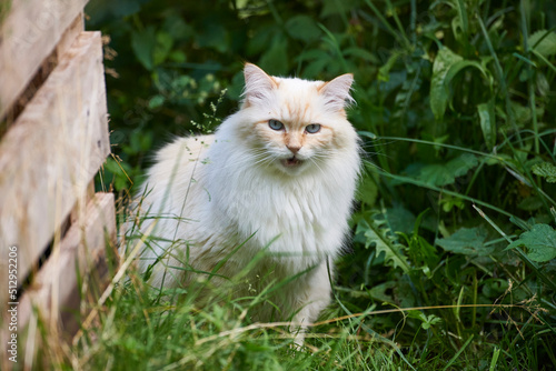 Photography neva masquarade Kater im Garten