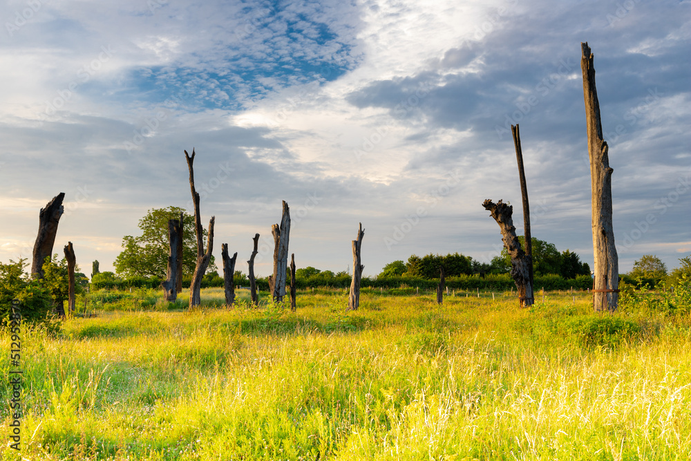 A spectacular sunset at a National park alongside the river Meuse near the village of Meers in Limburg, Netherlands, is the historical side of Woodhenge, trees aligned towards the sunrise on the summe