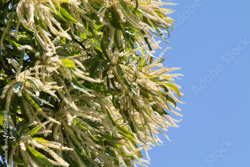 Ch  taignier en fleurs