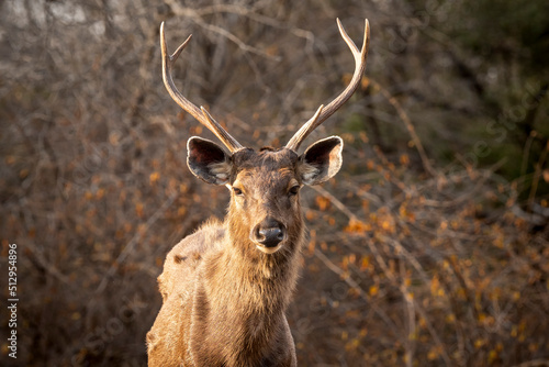 Wild male Sambar deer or rusa unicolor close up or portrait with long antlers head shot in dry hot summer season safari at ranthambore national park forest reserve sawai madhopur rajasthan india asia photo