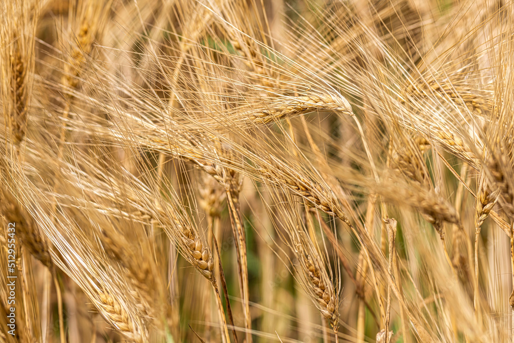 golden wheat field and sunny day, golden Wheat closeup golden wheat field and sunny day, golden Wheat closeup