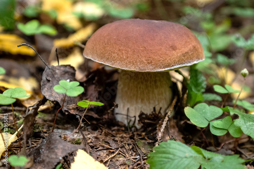 Close up Boletus mushroom grows in autumn forest