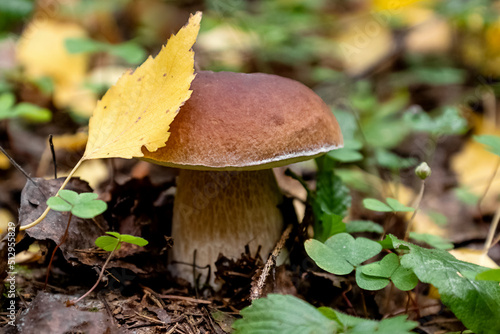 Porcini or Boletus mushroom with yellow birch leaf on cap grows in autumn forest