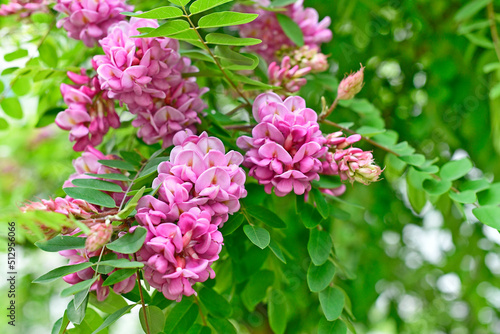 Robinia bristle-haired or pink acacia is a species of shrubs of the genus Robinia of the legume family.