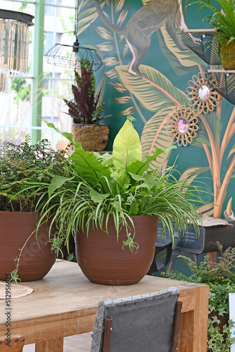 Stampa su tela Beautiful house plants to decorate the living room or office