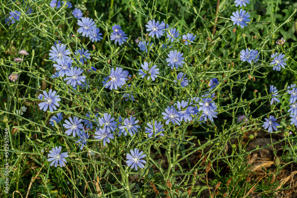 Wild chicory plant with its blue petaled flowers. Cichorium intybus.