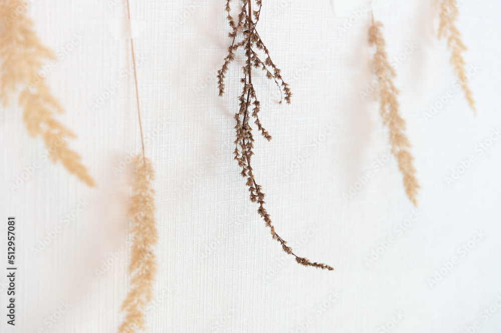 Plants for herbarium on a white background. Copy space Plants for herbarium on a white background. Copy space